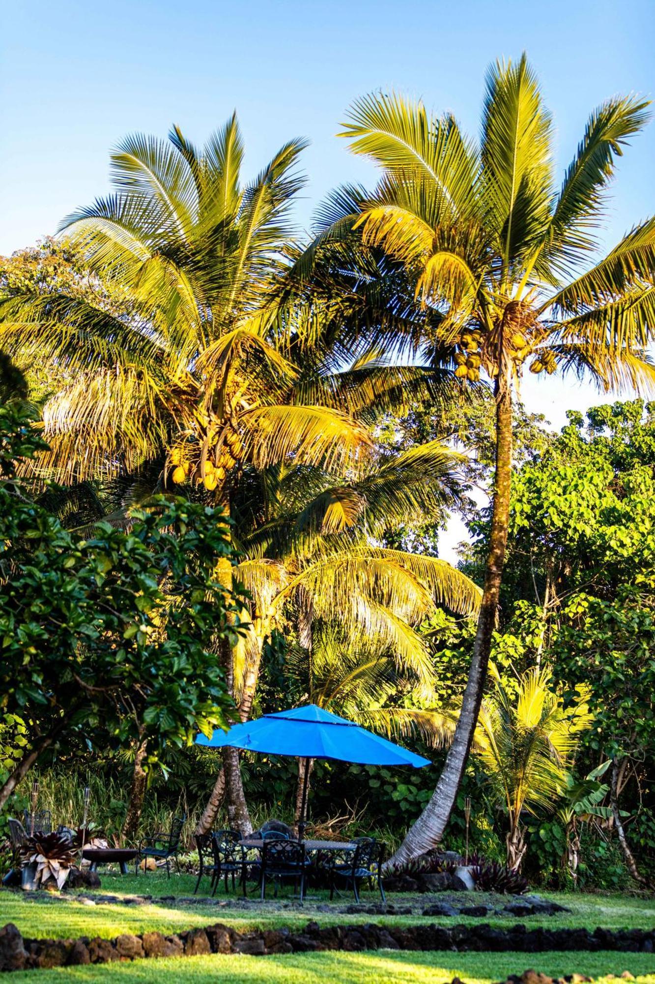 Jungle Haven Ocean Front Eco Villa On Fruit Farm Pahoa Kültér fotó
