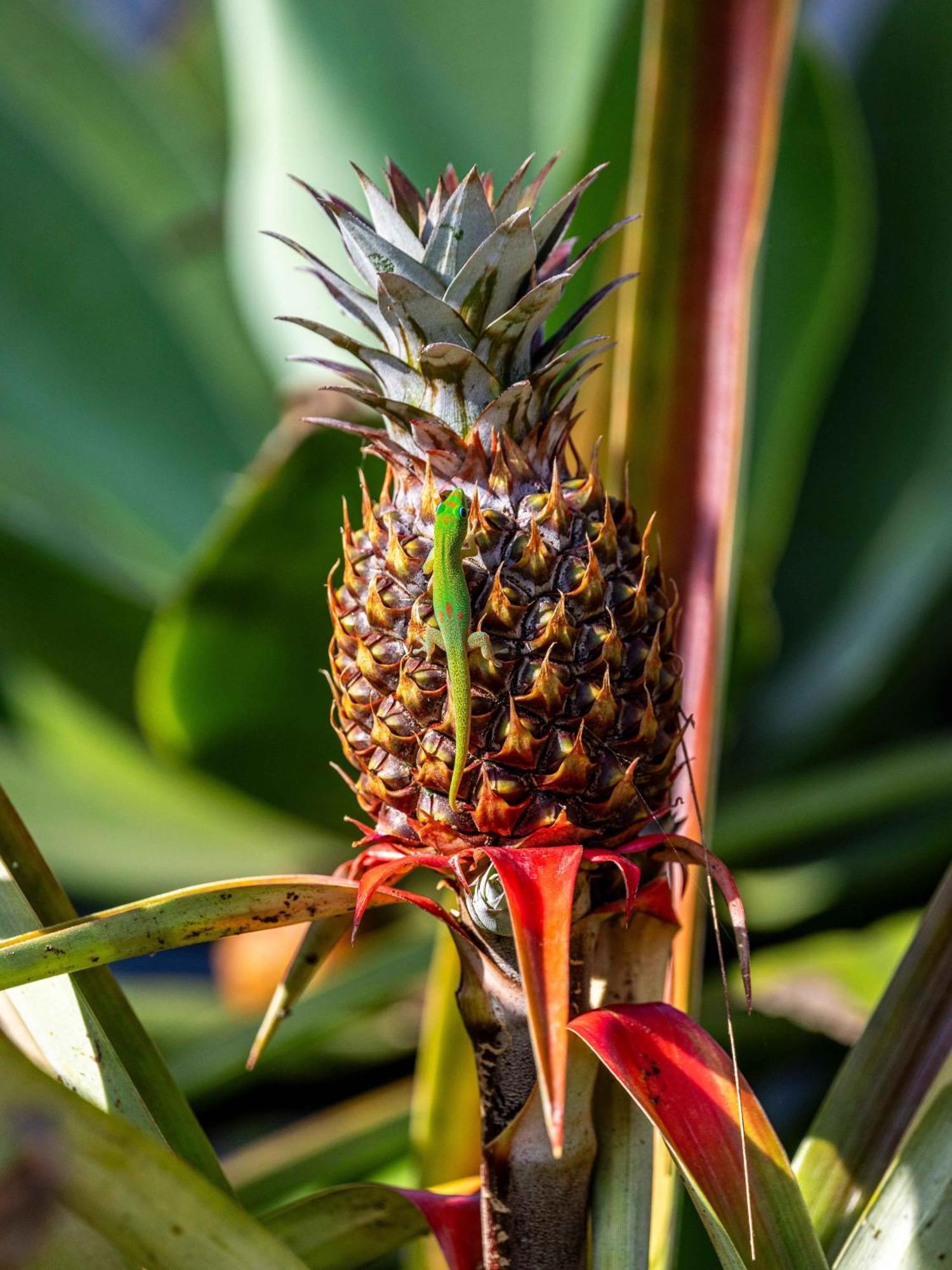 Jungle Haven Ocean Front Eco Villa On Fruit Farm Pahoa Kültér fotó